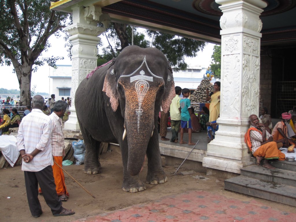 05-Temple elephant.jpg - Temple elephant